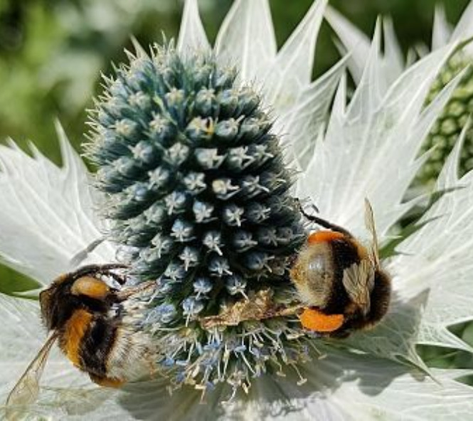Planting To Attract Pollinators
