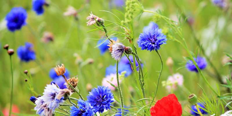 TLC for your wild flower meadow