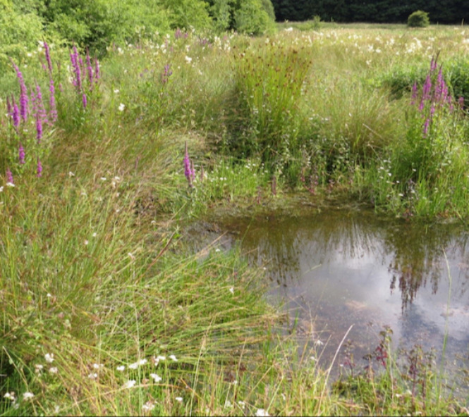 Water In Your Garden