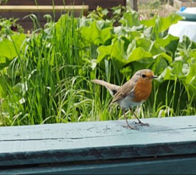 Wildlife Friendly Gardens