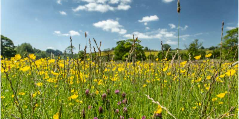 WATCH THIS SPACE*Summer days and light evenings ahead. We're looking foward to continuing our work on a rich menu of interesting seasonal initiatives for 2025