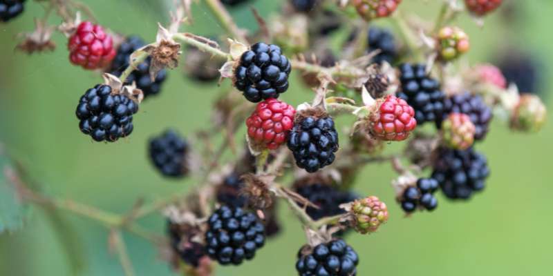 WATCH THIS SPACE*When does Autumn officially start? It all depends on which calendar you follow. In the meantime, we find ourselves with bumper crops of fruits of all kinds - from hedgerow to garden orchard. And lots of Autumn activities...