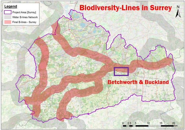 Biodiversity-in-surrey