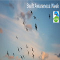 Help nesting Swifts – take part in Swift Mapper