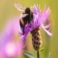 Plight of the Bumblebee!