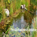 Ponds for Nature - talk
