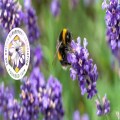 World Bee Day