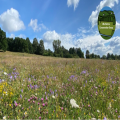 Wildflower and Pollinator Wander