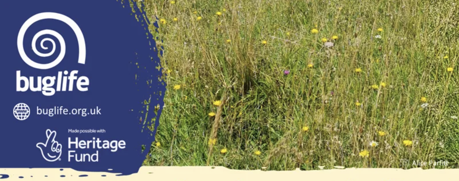 Bug Life - an Introduction to Chalk Grassland with Chalk Lines